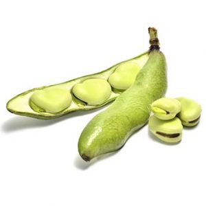 FÈVE VERTE
